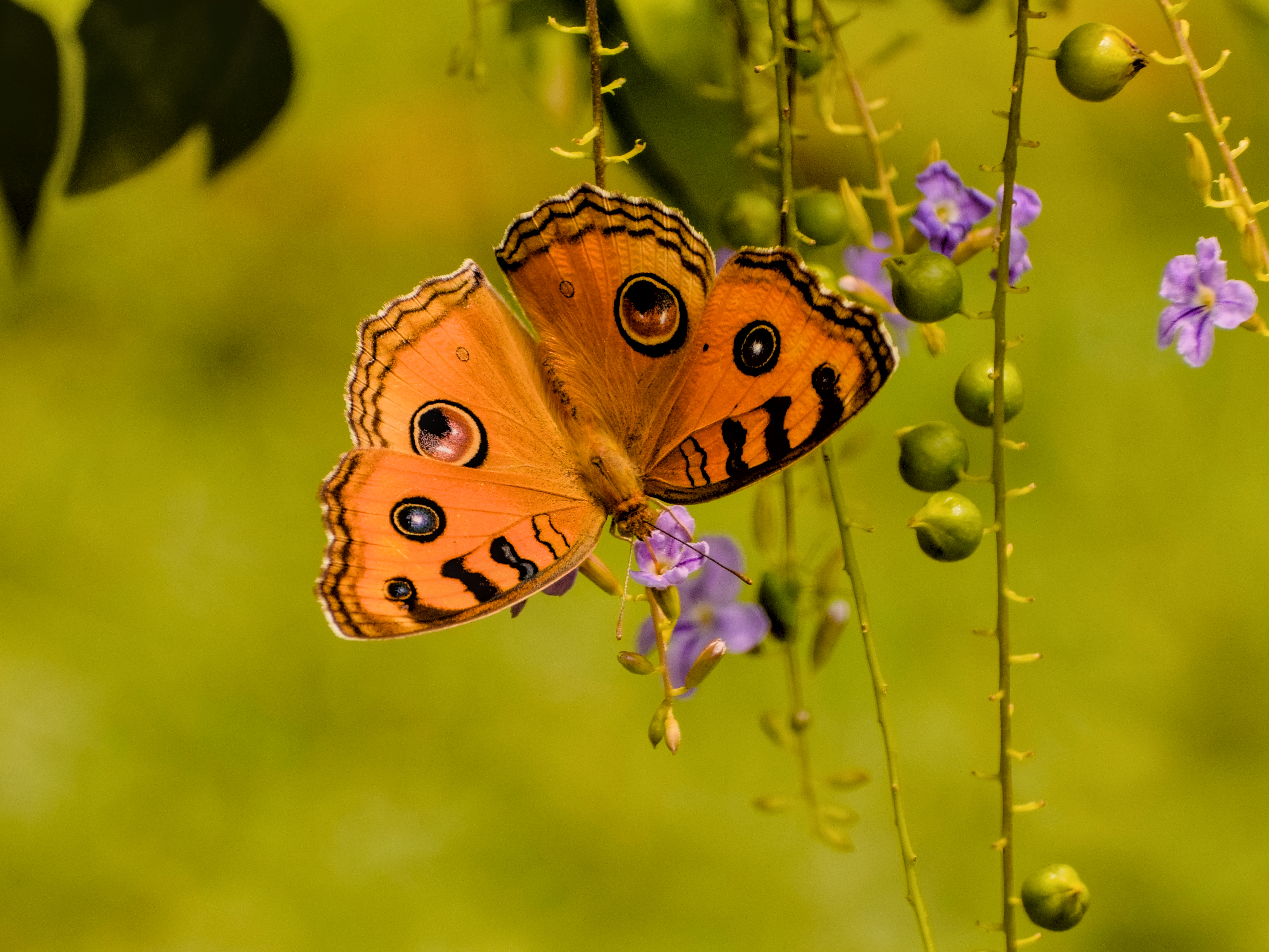butterfly